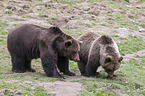 brown bears