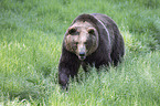 brown bear