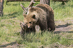 brown bears