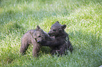 brown bears