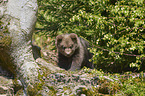 brown bear