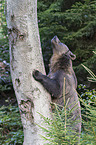 brown bear