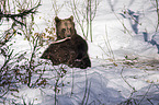 brown bear