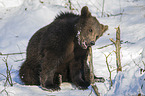 brown bear