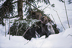 brown bears