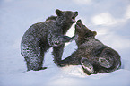 brown bears