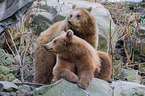 european brown bears