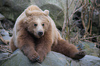 european brown bear