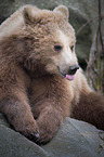 european brown bear