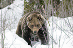 brown bear