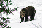 brown bear