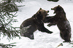 brown bears