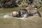 brown bears