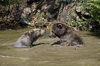 brown bears