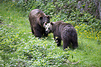 brown bears