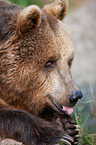 brown bear