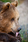 brown bear