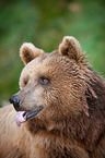 brown bear