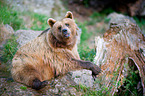 brown bear