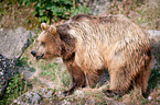 brown bear