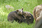 brown bears