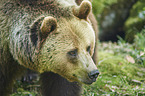 brown bear