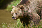 brown bear