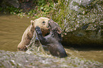 brown bears