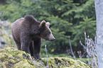 young common bear