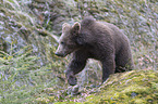 young common bear