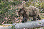 common bear