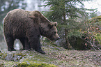 common bear