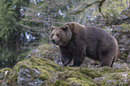 common bear