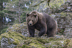 common bear