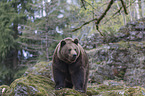 common bear