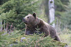 common bear