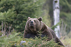 common bear