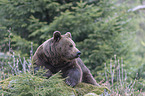 common bear