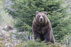 common bear