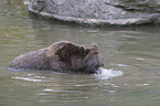 common bear