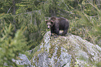 young common bear