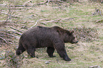 common bear