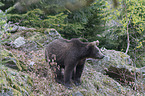 young common bear