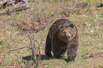 common bear