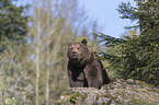 common bear