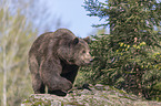 common bear