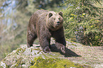 common bear