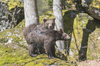 2 young common bears