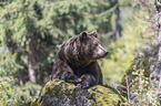 common bear