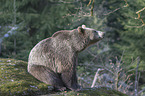 common bear